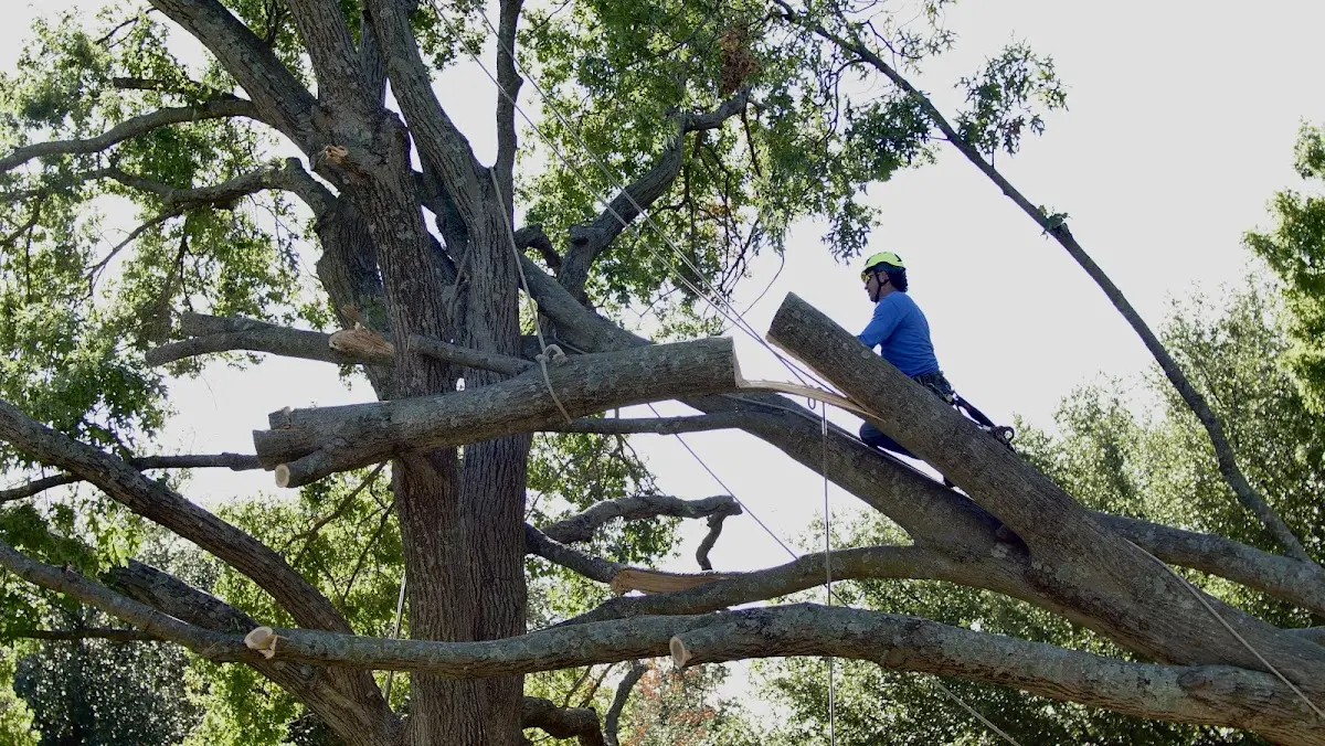 Professional Crown Thinning performed by certified arborists in Sandy Hook